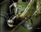 Lyssomanes viridis saugt Fliege aus
